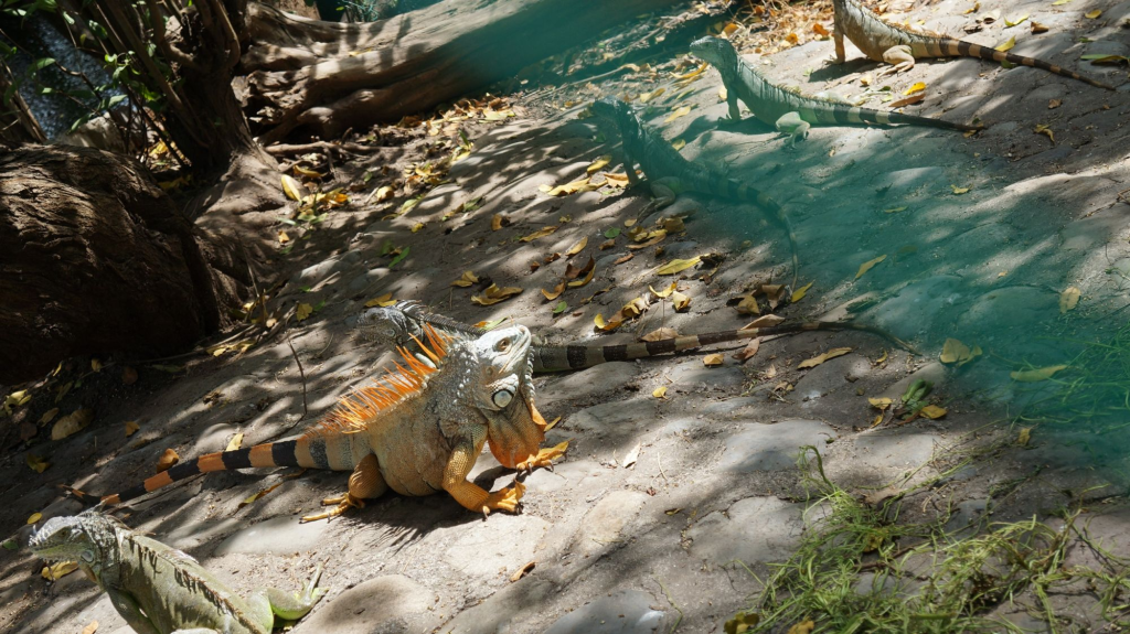 Crocodilario Tamakun, Ixtapa Zihuatanejo para visitar en tus próximas vacaciones.